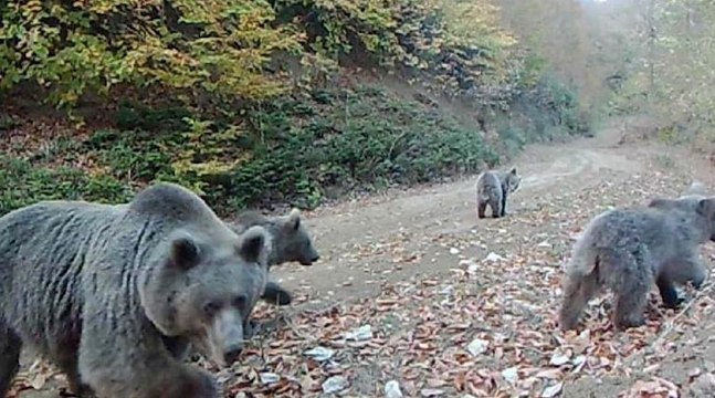 Sakarya’da fotokapanla yaban hayatı analizi yapıldı…