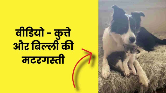 Border collies and kitten Funny VIDEO - DOGKIDUNIYA