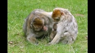 Monkey Mom Loves Baby Monkeys Very Much AND Always Pays Attention To Her Baby