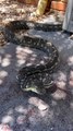 Massive Carpet Python Bites Snake Catcher