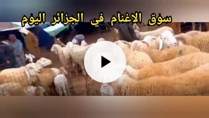سوق المواشي اليوم في الجزائر الجلفة