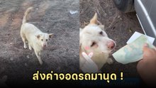 เอ็นดู.. มาเฟียลานจอด ใครจอดรถต้องเจอไถเงิน แต่พอรู้เอาไปทำไร ยิ้มแฉ่งเลย