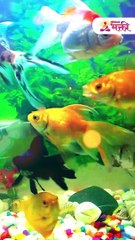 ‘या’ रंगाचा मासा असतो लकी, फिश टँकमध्ये नक्की ठेवा_1