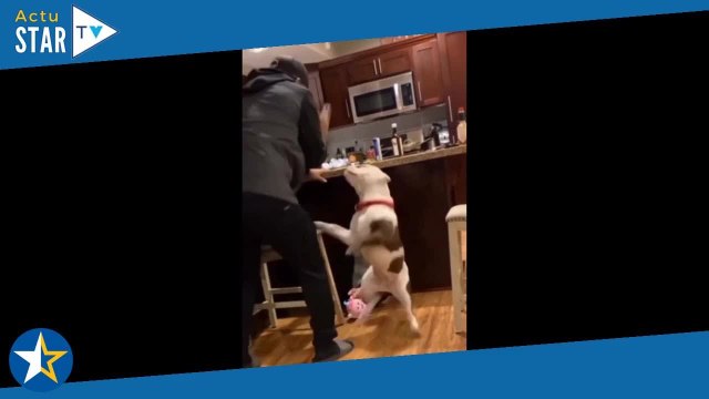 Trop mignon ! Ce gros chien défend cette petite fille