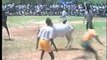 The great Indian bull fight, or bull taming_