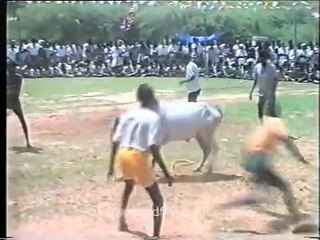 The great Indian bull fight, or bull taming_