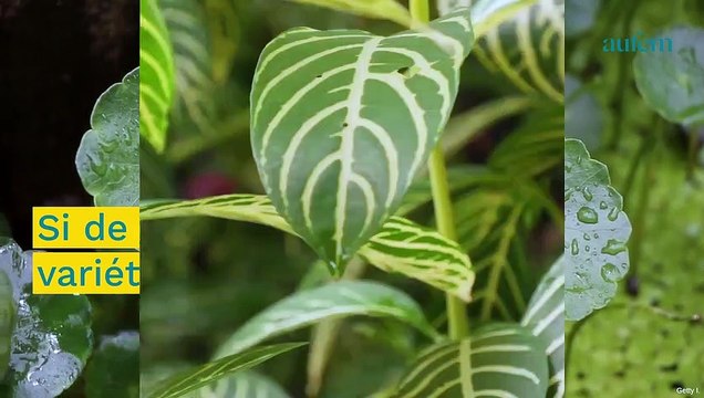 Plantes d'intérieur : 8 variétés qui n'ont pas besoin de beaucoup de lumière
