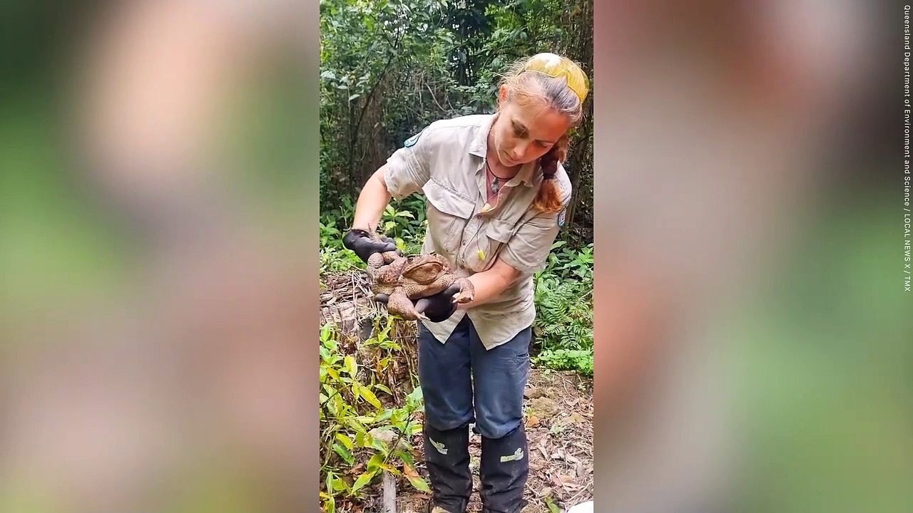 Huge cane toad dubbed 'toadzilla' after breaking record for being the heaviest of its species - weighing 2.7 kg