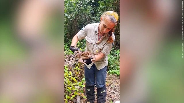 Huge cane toad dubbed 'toadzilla' after breaking record for being the heaviest of its species - weighing 2.7 kg