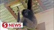 Music to our ears: Rescued 'singing apes' now in care of Sabah's new gibbon rehab centre