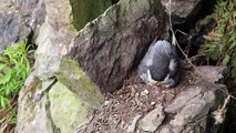 Peregrine Falcon Nesting 4k HQ