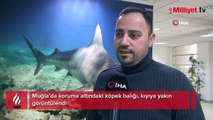 Koruma altındaki köpek balığı, kıyıya yakın görüntülendi