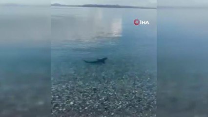 Koruma altındaki köpekbalığı kıyıya yakın görüntülendi