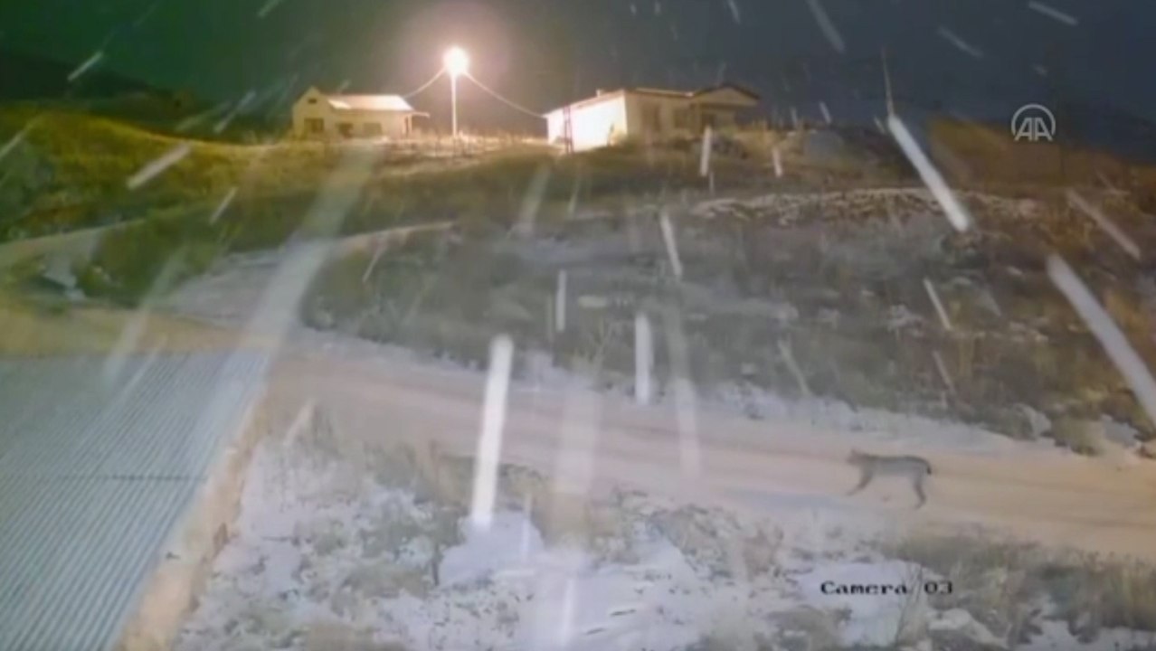 Yerleşim yerine inen vaşak güvenlik kamerasına yansıdı