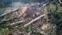 वन भूमि पर कब्जा करने के लिए पेड़ों की अंधाधुंध कटाई