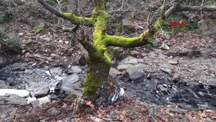 TİMİNCİLER ÇAYI'NIN ZEYTİNYAĞI TESİSLERİNİN ATIK SULARIYLA KİRLENDİĞİ İDDİASI