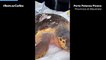 Salvata una tartaruga "Caretta Caretta" a Porto Potenza Picena