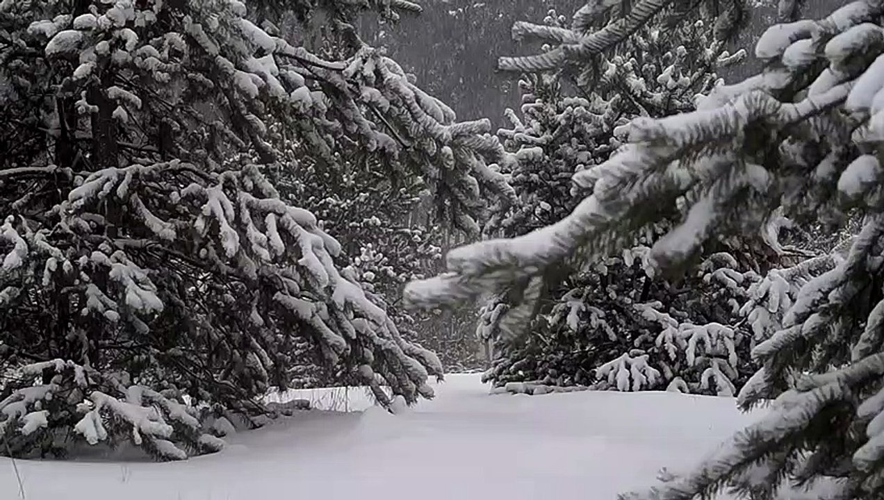 Pine