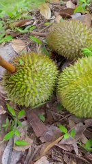 Cari durian digunung,rasanya enak banget!