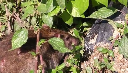 EX FONDO SACCA': DISCARICA ELIMINATA