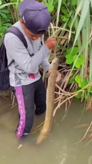 Lihat pancing sidat disungai,dapat sidat monster