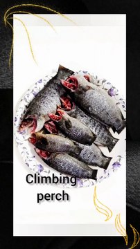 KOI MAACH CURRY (Climbing Perch)