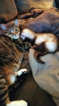 Overdose of cutenes!!!!!! cute cat shorts video 2023 | #cutecats #cutecatshorts #catshorts #cats Welcome to Funny Animals Unseen World Society channel! We like pets especially when they doing funny things. In this channel contains the funniest and cutes