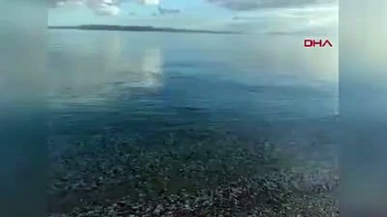 Milas'ta köpek balığı kıyıya kadar geldi