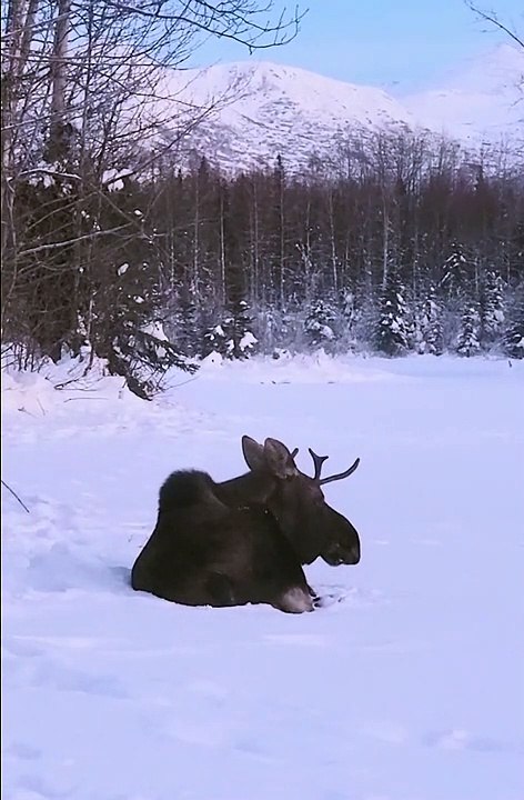 The Most Patient Moose
