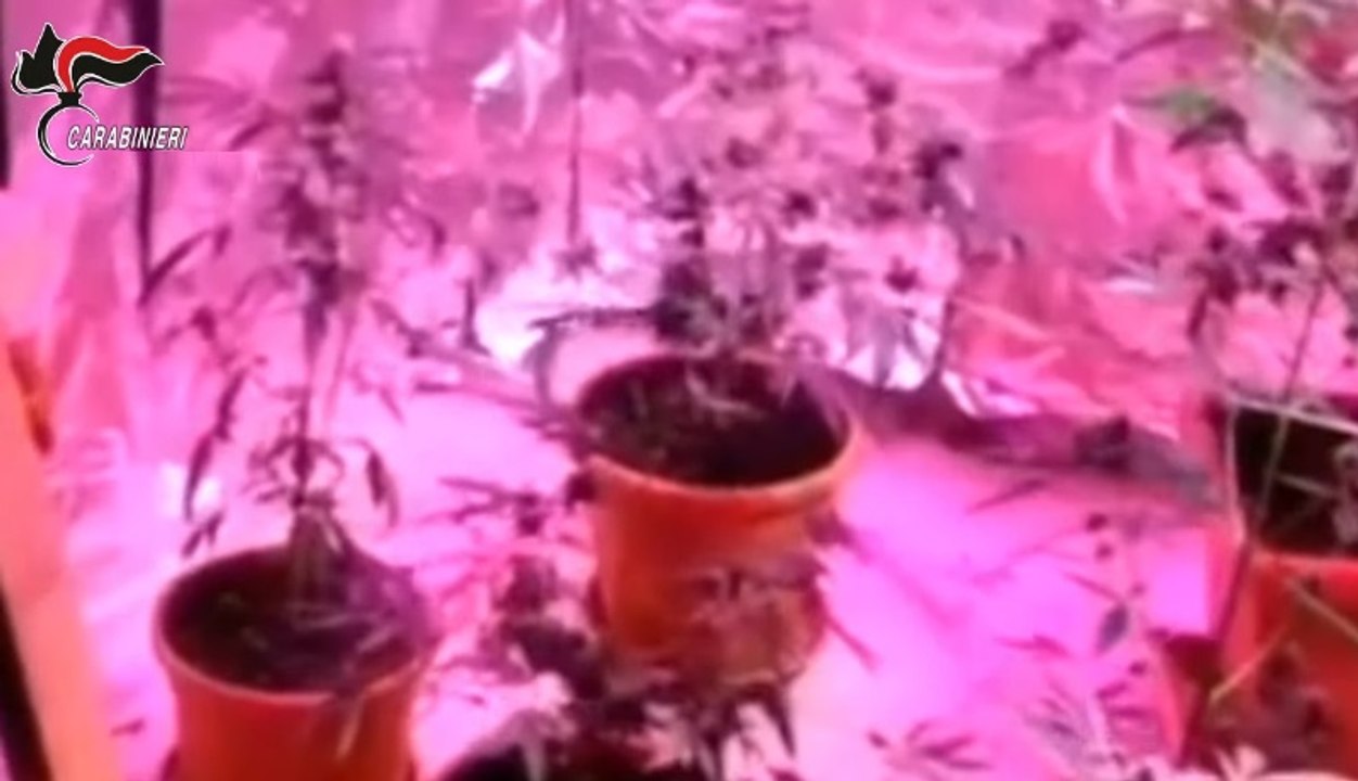 Coltivazione "casalinga" di marijuana: 13 arresti in operazione "New Age" (23.01.23)