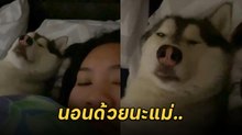 ทั้งขำทั้งเอ็นดู ! ไซบีเรียนตีมึน ก่อนนอนก็อยู่ปลายเตียง รู้ตัวอีกที..อ้าวเอ้ย !