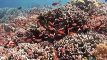 Mucky Secrets (full) - The Marine Creatures of the Lembeh Strait_3