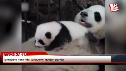 Yavrusunu karnında sallayarak uyutan panda