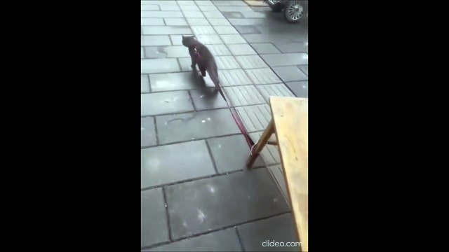 Un chat en pleine séance de musculation