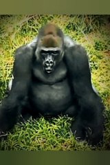 Wild Animals in a Zoo - Gorilla, Elephant, Tiger. .