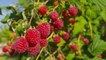 What's a Bramble  Plus  the Best Ones to Grow in Your Backyard