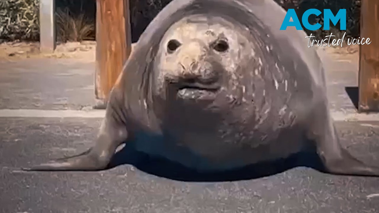 Elephant Seal runs amok in Point Lonsdale