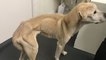 An emaciated dog ‘with every bone visible’ was found locked up in a filthy room