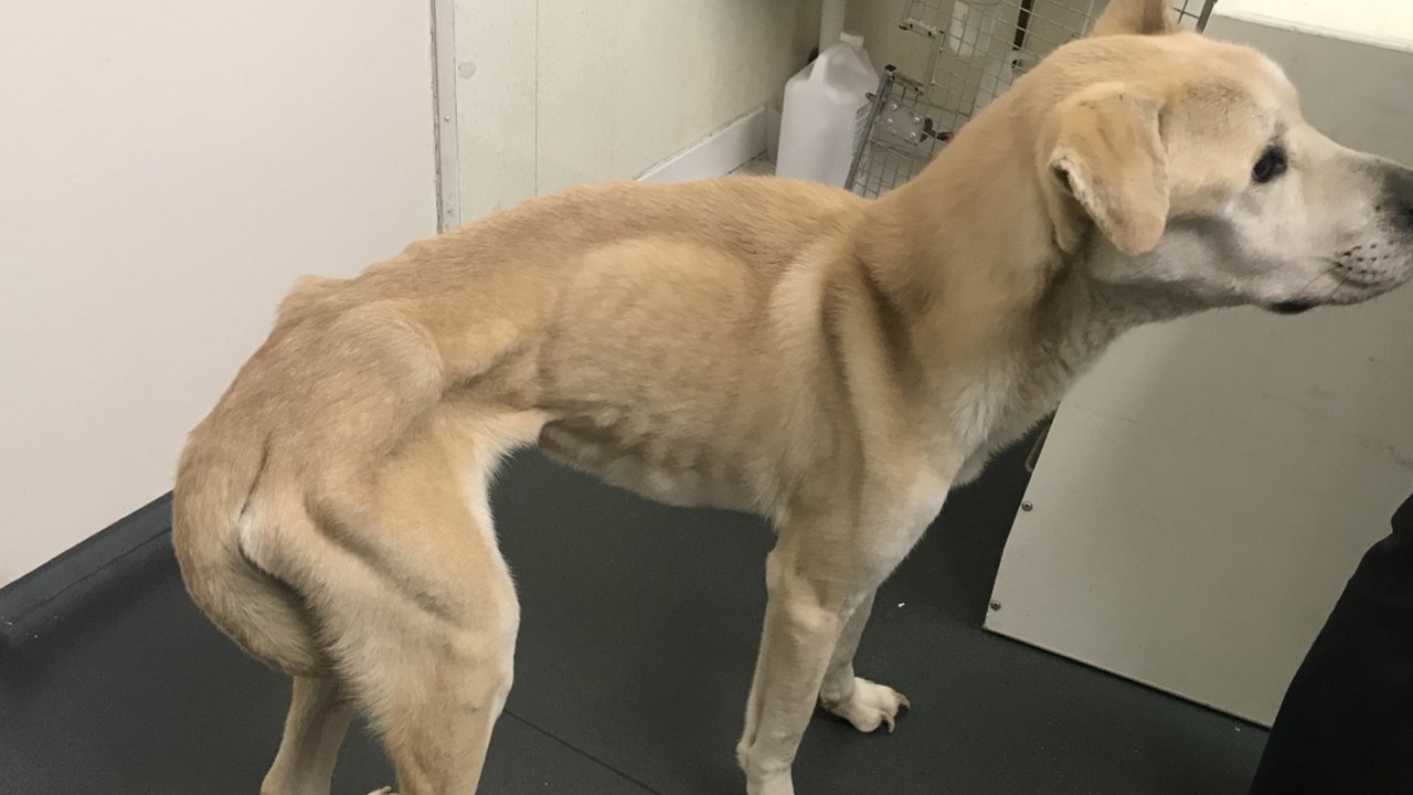An emaciated dog ‘with every bone visible’ was found locked up in a filthy room