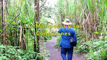 Las mariposas y sus conexiones | Conexión Milenio