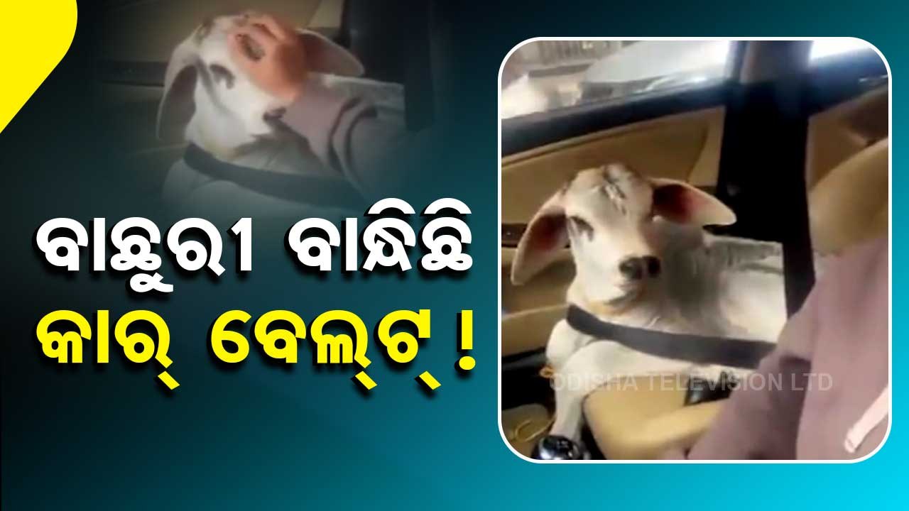 News Fuse | Owner ensures safety of calf while travelling in car