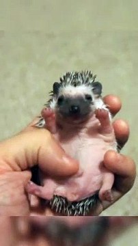 Porcupine Meme Mania: Laugh Out Loud with the Quirkiest Memes