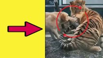 Dog vs Tiger fight video - The dog gave a fierce fight to the tiger