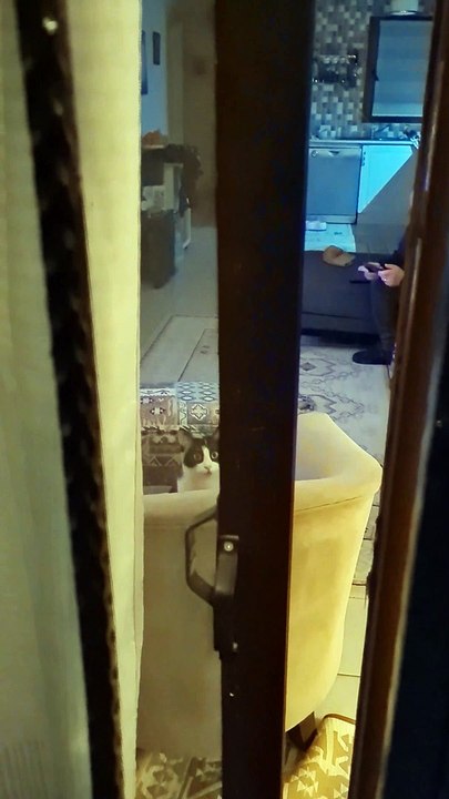 Gromit The Jealous Cat