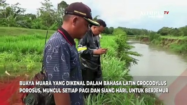 Kemunculan Buaya Muara di Sungai Irigasi Resahkan Warga Jember
