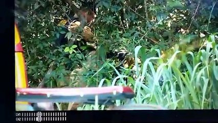 PM que estava desaparecido é encontrado ferido e amarrado em árvore