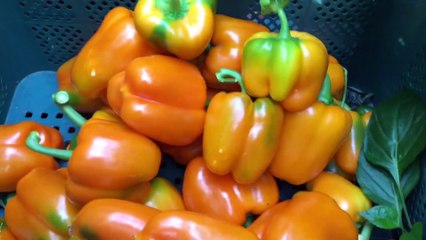 korea Awoesome Greenhouse Hawaiian Peppers Farmlng -Modern Agriculture Technology