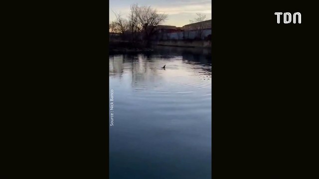 Des dauphins ont été aperçus dans une rivière de New York