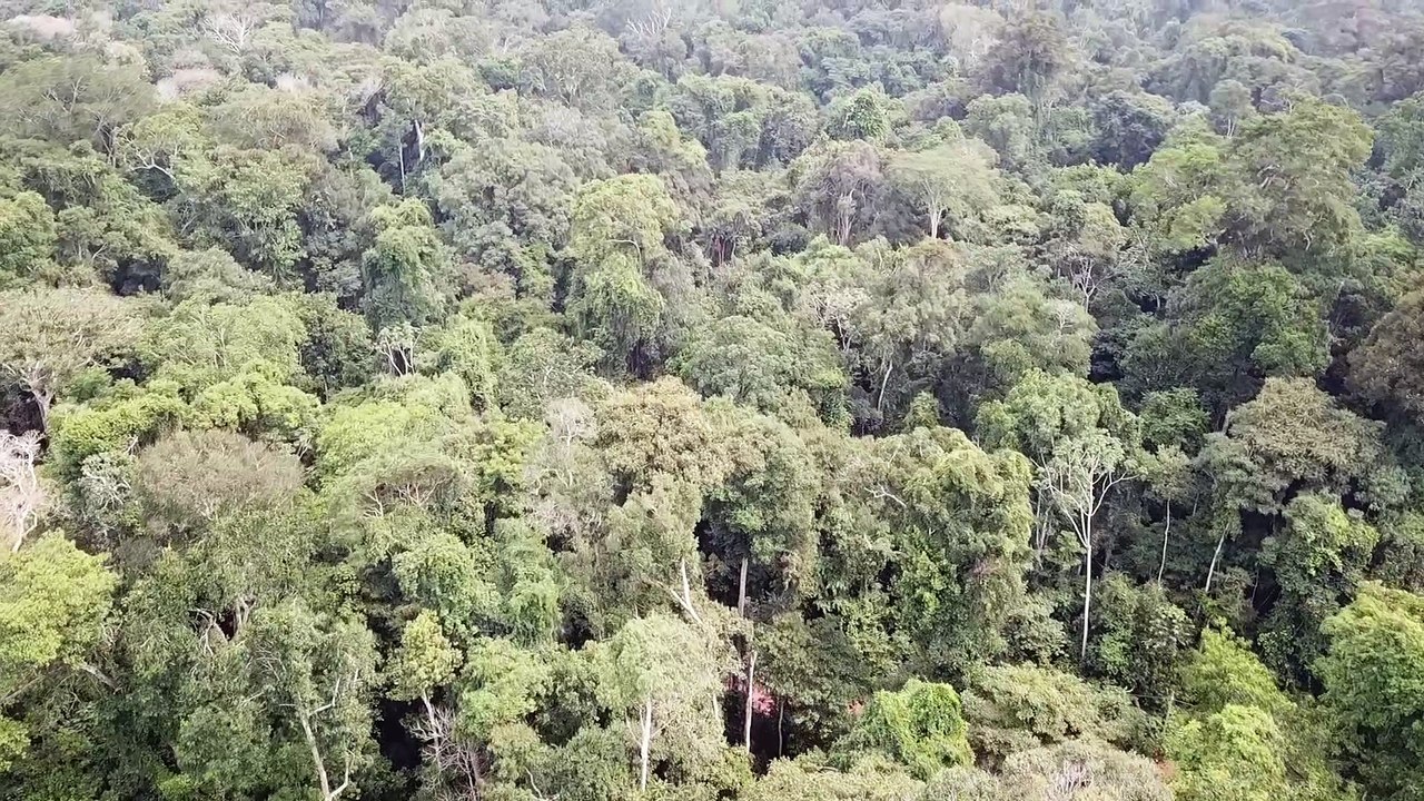 Los efectos de la sequía y los incendios en el Amazonas.