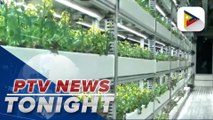 Urban farming launched at Newport World Resorts